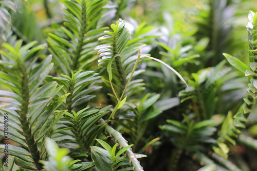 The centipede tree or centipede antidote tree (Euphorbia tithymaloides) is an ornamental plant that has leaves that resemble centipedes. The leaves are oval and pointed at the tip.