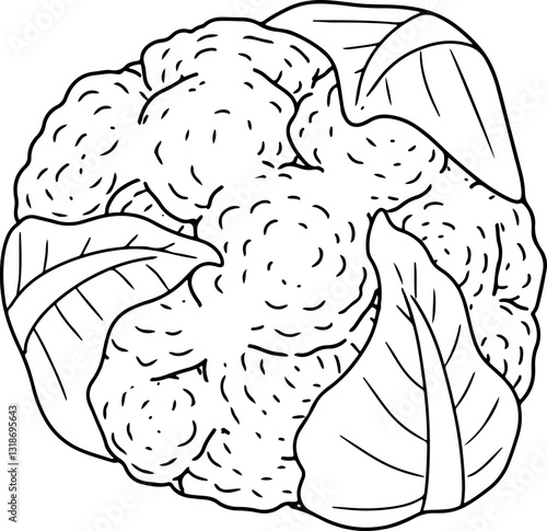 cauliflower hand drawn