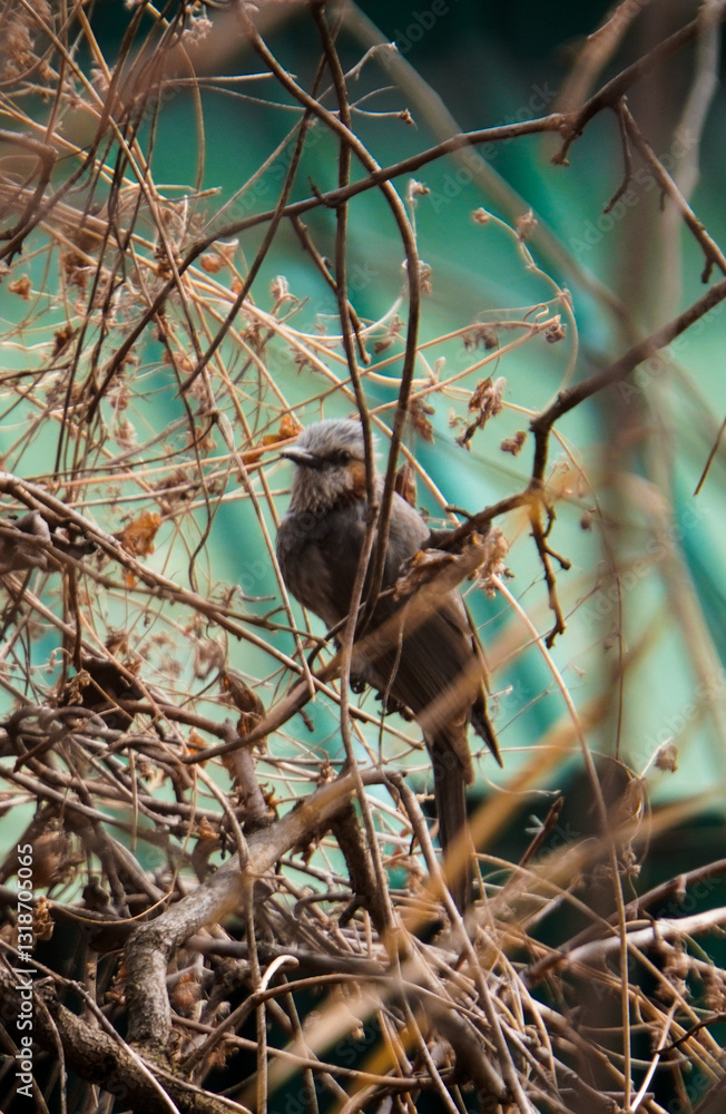Obraz premium A small brown bird finds refuge, perfectly camouflaged among the tangled dry branches of a winter bush in a quiet forest