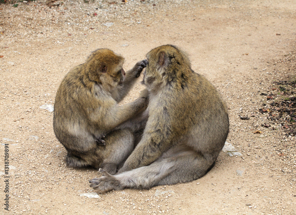 Barbary macaques engage in grooming behavior at Monkey Forest park in France Barbary macaques engage in grooming behavior at Monkey Forest park in France