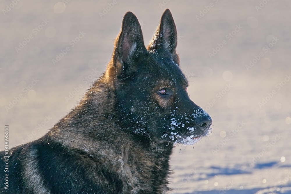 Beautiful DDR German Shepherd dogs play in a fairytale snowy landscape on a farm in Skaraborg Sweden on a sunny winter day in December just before Christmas. Beautiful DDR German Shepherd dogs play in a fairytale snowy landscape on a farm in Skaraborg Sweden on a sunny winter day in December just before Christmas.