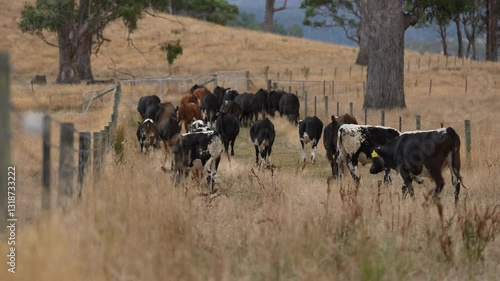 Wallpaper Mural cows eating grass, livestock in a meadow, sustainable carbon neutral farming being practiced. regenerative raised cows in a field. agricultural technology innovation.	 Torontodigital.ca
