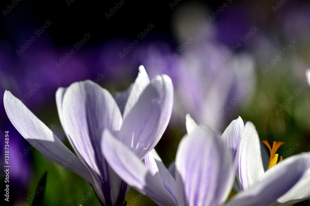 Fototapeta premium Violette Krokusblüten im Frühling