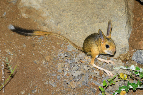 The jerboa (Scarturus williamsi) is a species in danger of extinction and is on the red list.