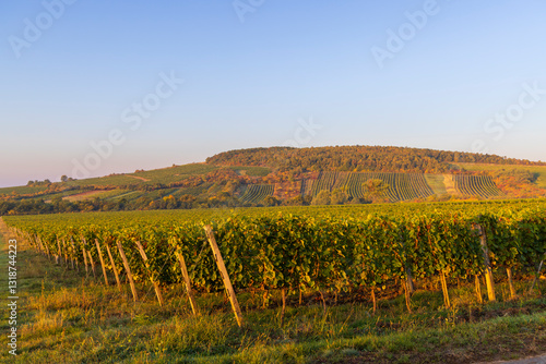 Fotografía Autumn vineyard, Tokaj region, Great Plain and North, Hungary