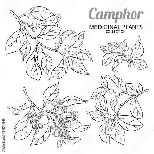 Camphor Branch with Flowers, Berries and Leaves Outline Illustration. Essential oil ingredient for aromatherapy, health care, alternative medicine. Vector isolated for design or decoration.