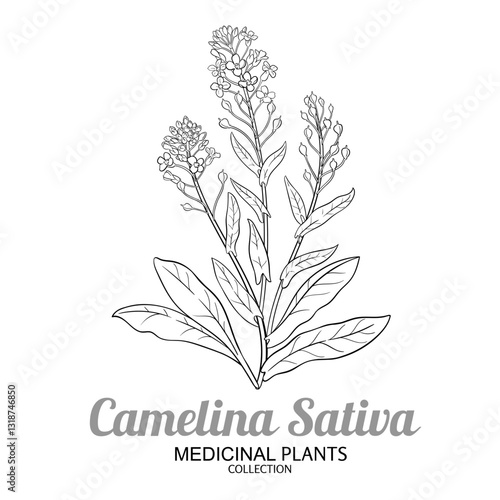 Camelina Sativa Plant with Flowers and Leaves Outline Illustration. Essential oil ingredient for cosmetics, aromatherapy, health care, alternative medicine. Vector isolated for design or decoration.