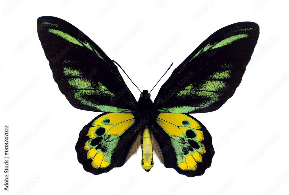Fototapeta premium Ornithoptera rothschildi, also known as Rothschild's birdwing, displays its striking black and yellow wings. This butterfly is native to Papua New Guinea and is admired for its vivid patterns.