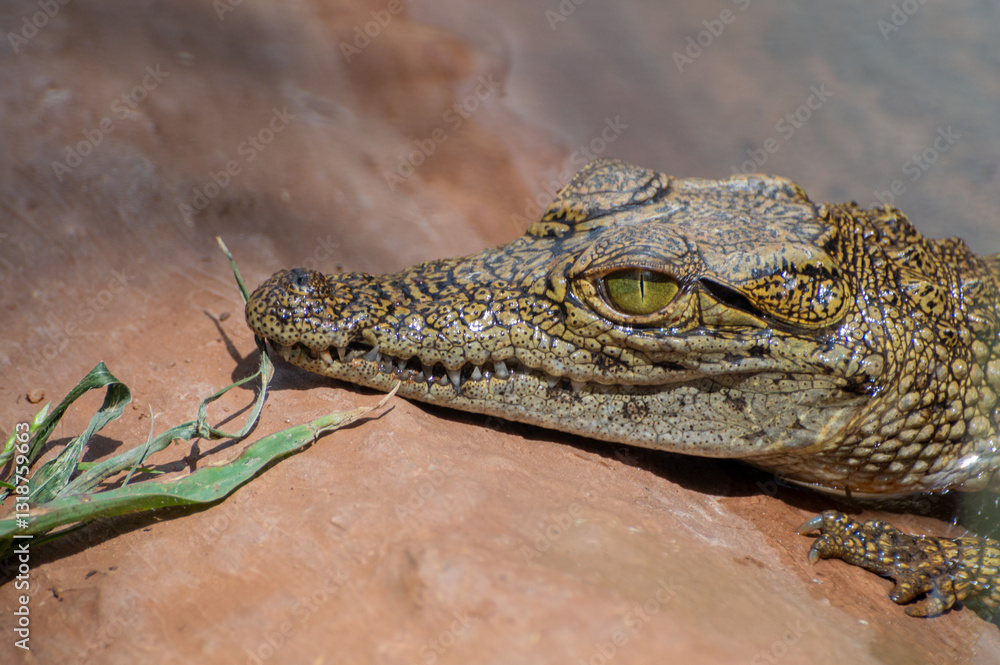 Fototapeta premium Close up of a young Nile crocodile lying partially submerged in the water with its head on a rock