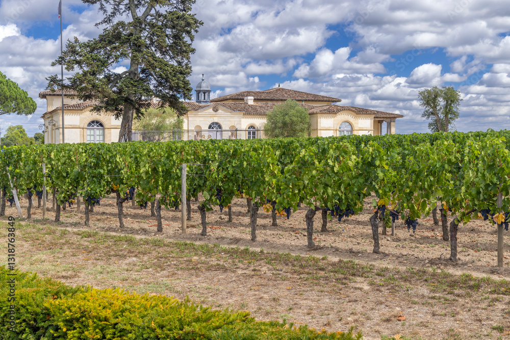 Typical vineyards near Chateau Petrus, Pomerol, Aquitaine, France