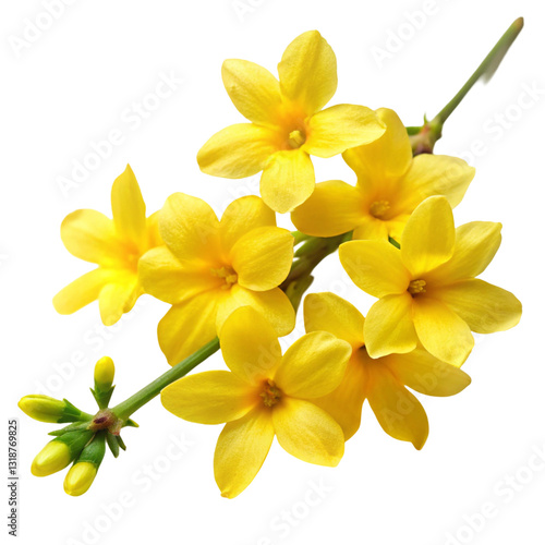 Winter Jasmine Flower Isolated on White Background
