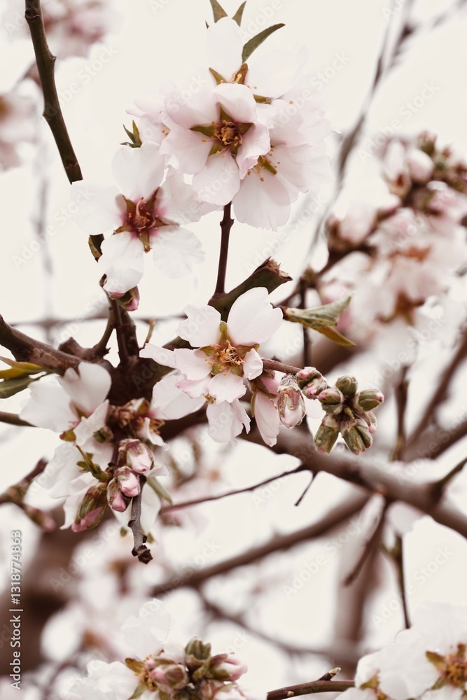 Close-Up of Almond Blossom Flowers in Full Bloom. Close-Up of Almond Blossom Flowers in Full Bloom.