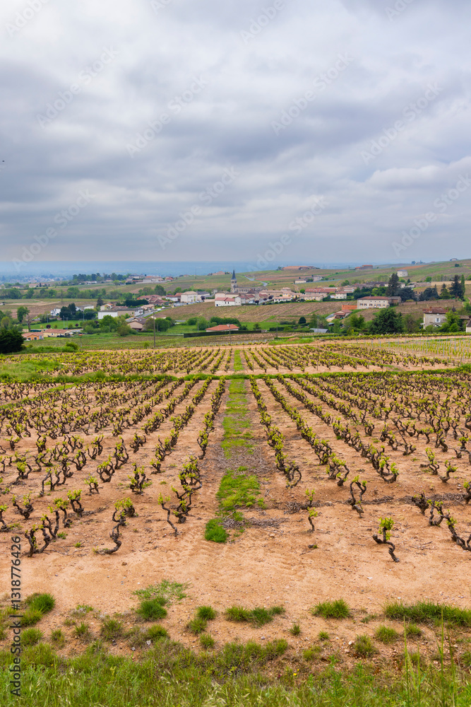 Spring vineyards near Julienas in Beaujolais, Burgundy, France