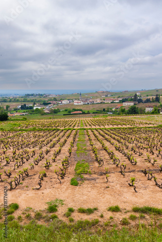 Obraz na płótnie Spring vineyards near Julienas in Beaujolais, Burgundy, France w salonie