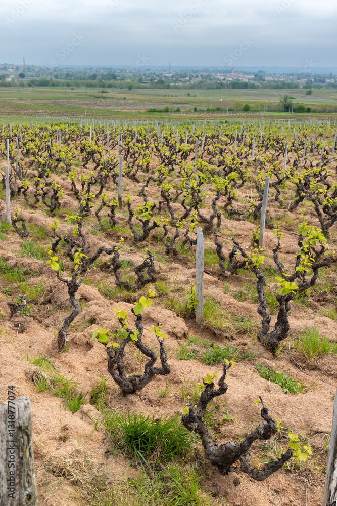 Spring vineyards near Julienas in Beaujolais, Burgundy, France