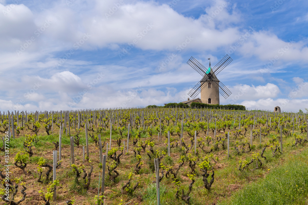Windmill (Moulin a vent de Romaneche-Thorins), Chenas, Beaujolais, Saone-et-Loire, Bourgogne-Franche-Comte, France