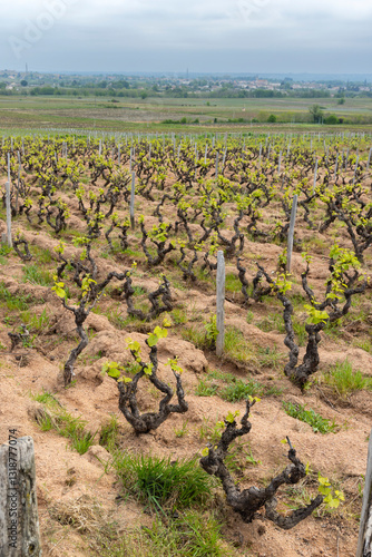 Obraz na płótnie Spring vineyards near Julienas in Beaujolais, Burgundy, France w salonie