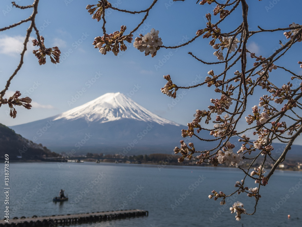 Sakura Blossoms and Mount Fuji