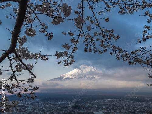 Mount Fuji Through Cherry Blossoms at Dusk