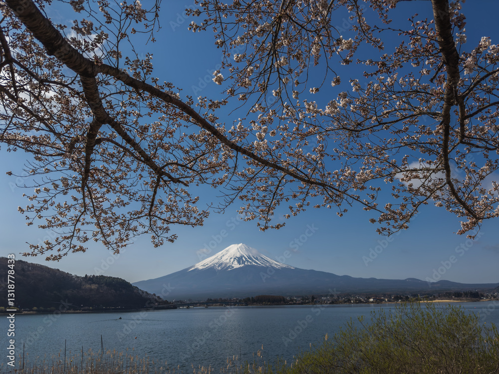 Sakura Blossoms and Mount Fuji