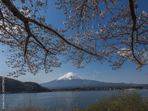 Obraz na płótnie Sakura Blossoms and Mount Fuji w salonie