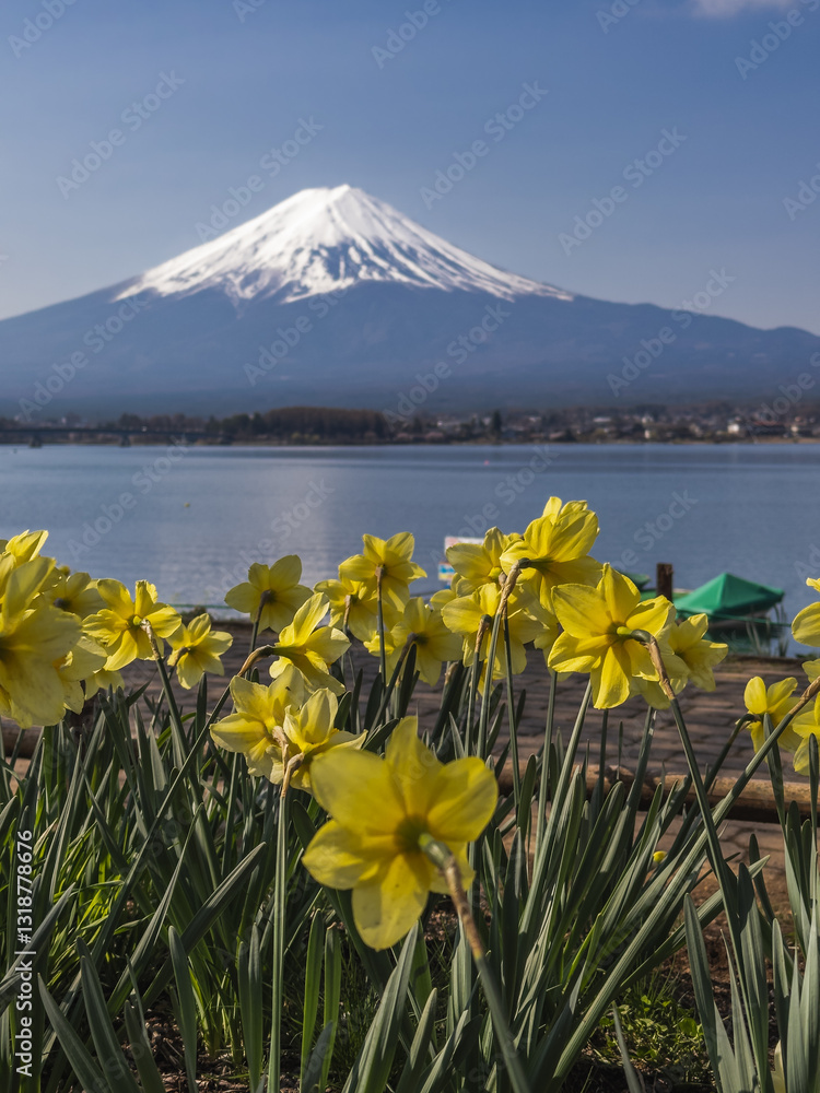 Daffodils and Mount Fuji