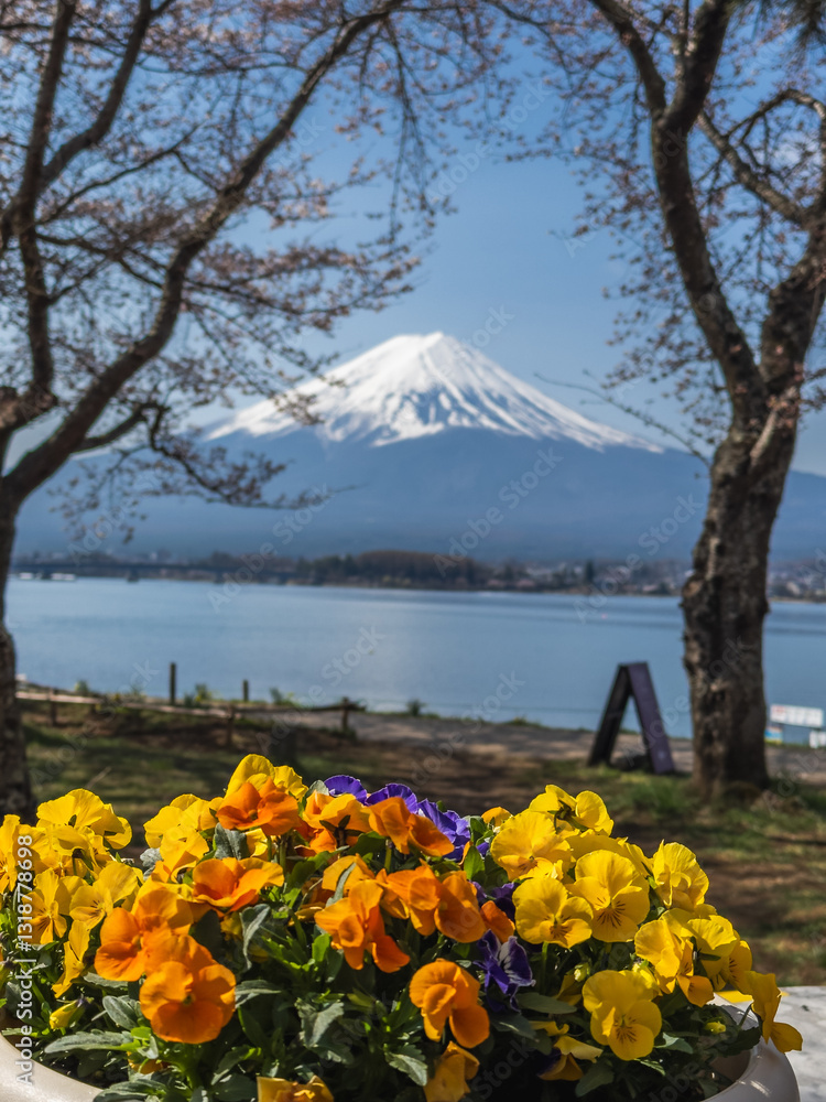 Fuji framed by spring blossoms