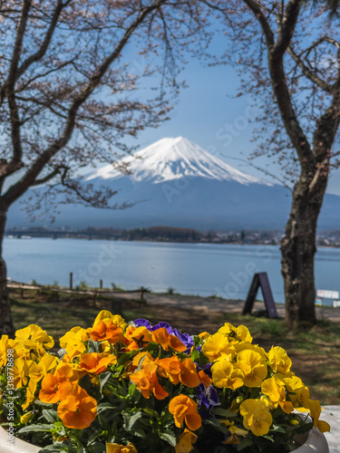 Obraz na płótnie Fuji framed by spring blossoms w salonie