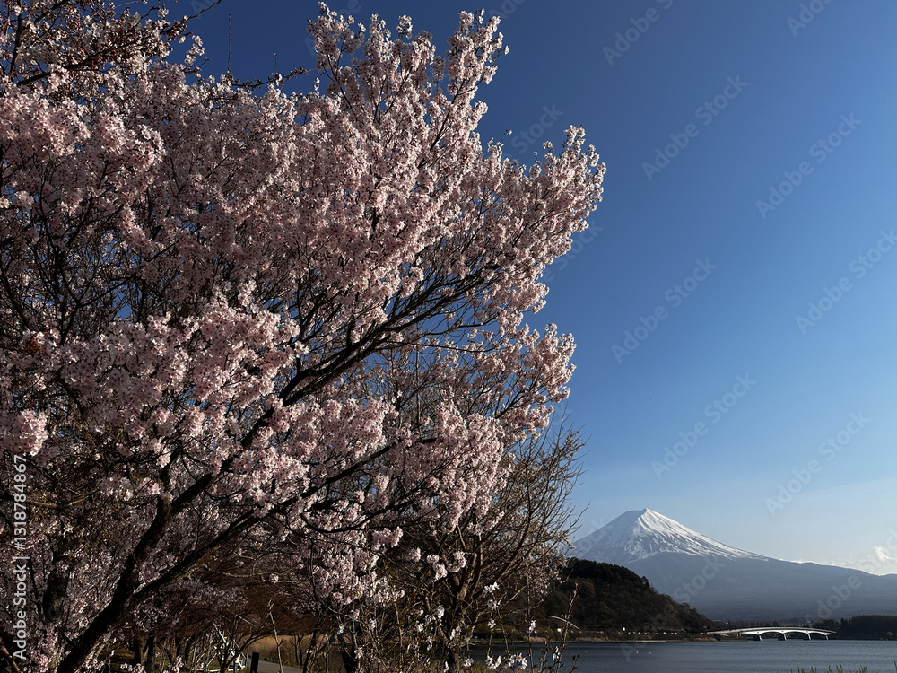 Sakura Blossoms and Mount Fuji