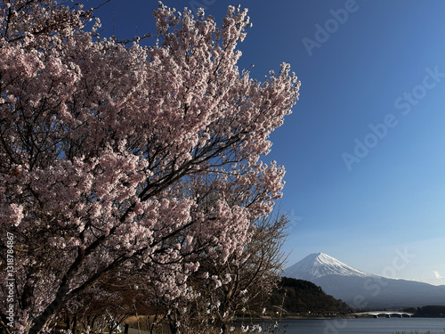 Obraz na płótnie Sakura Blossoms and Mount Fuji w salonie