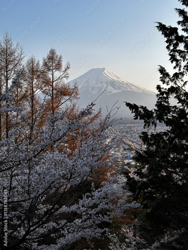 Fuji through spring trees