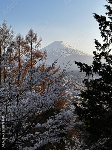 Fuji through spring trees