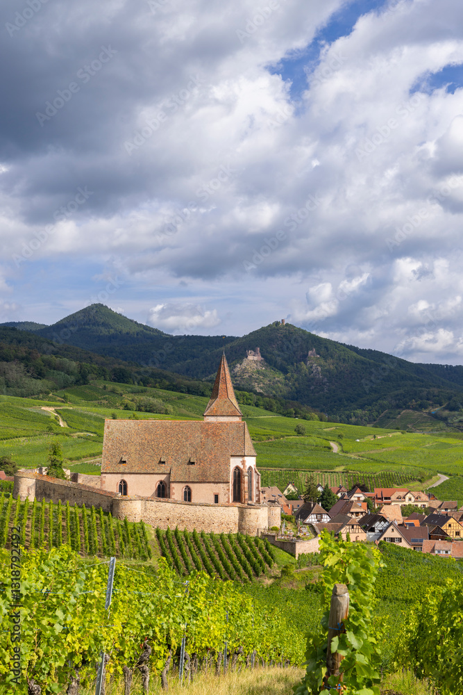 Typical vineyard near Hunawihr near Ribeauville Riquewihr, Haut-Rhin, Region Grand Est, Alsace, France