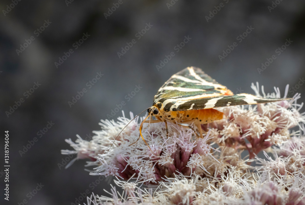 Euplagia quadripunctaria in French highlands, Auvergne, Cantal, France