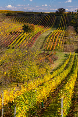 Obraz na płótnie Autumn vineyard near Cejkovice, Southern Moravia, Czech Republic w salonie