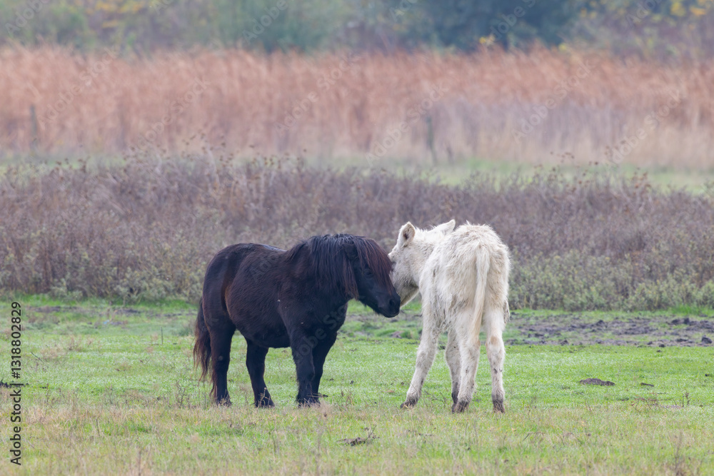 Obraz premium Horses in Hortobagy National Park, UNESCO World Heritage Site, Puszta is one of largest meadow and steppe ecosystems in Europe, Hungary