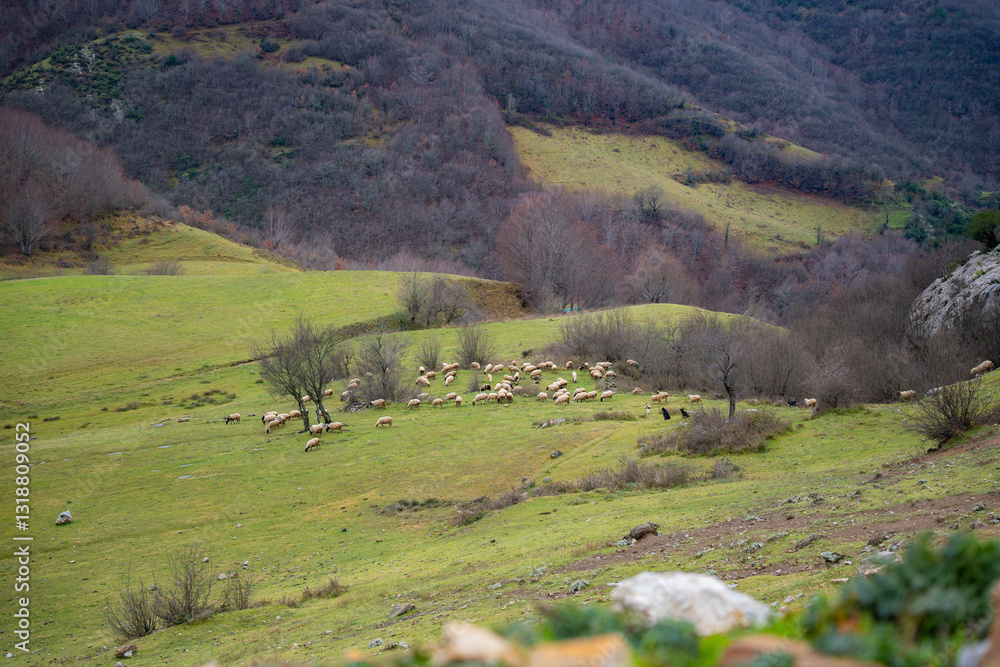 Fototapeta premium Green hillside with grazing sheep and barren trees. Herd of sheep in rural landscape. Nature, pastoral scene and livestock concept