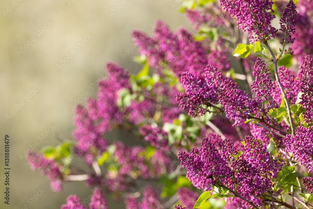 lilac in Slovakia in Polana National Park