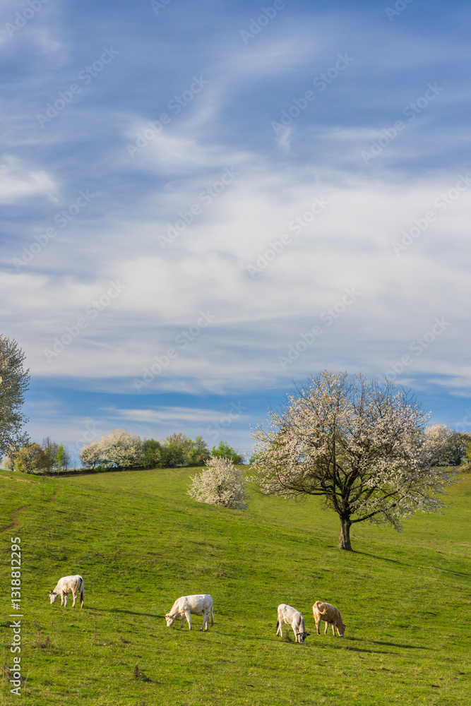 Cows on pasture in spring landscape, Slovakia