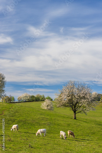 Obraz na płótnie Cows on pasture in spring landscape, Slovakia w salonie