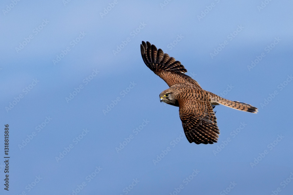 Obraz premium Grifone. Natura e naturalismo, uccello in libertà. Primo piano ravvicinato del rapace. Ritratto..