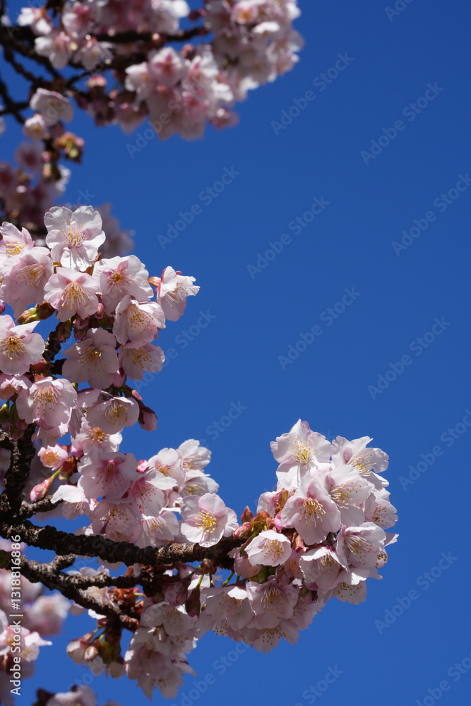 branches and branches of sakura (japanese cherry blossoms) burst into full and magnificent bloom, under the blue sky. branches and branches of sakura (japanese cherry blossoms) burst into full and magnificent bloom, under the blue sky.
