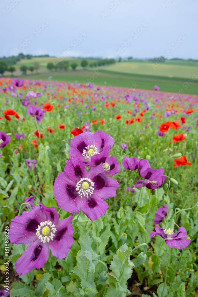 Typical spring landscape with poppies near Silica (Szilice), National Park Slovak Kras, Slovakia