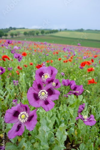 Obraz na płótnie Typical spring landscape with poppies near Silica (Szilice), National Park Slovak Kras, Slovakia w salonie