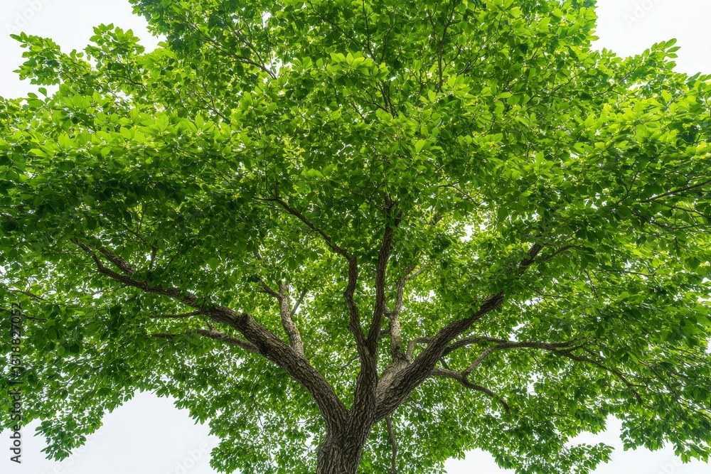 A vibrant green tree with a wide canopy, showcasing lush leaves against a bright sky, symbolizing nature's beauty and vitality. A vibrant green tree with a wide canopy, showcasing lush leaves against a bright sky, symbolizing nature's beauty and vitality.