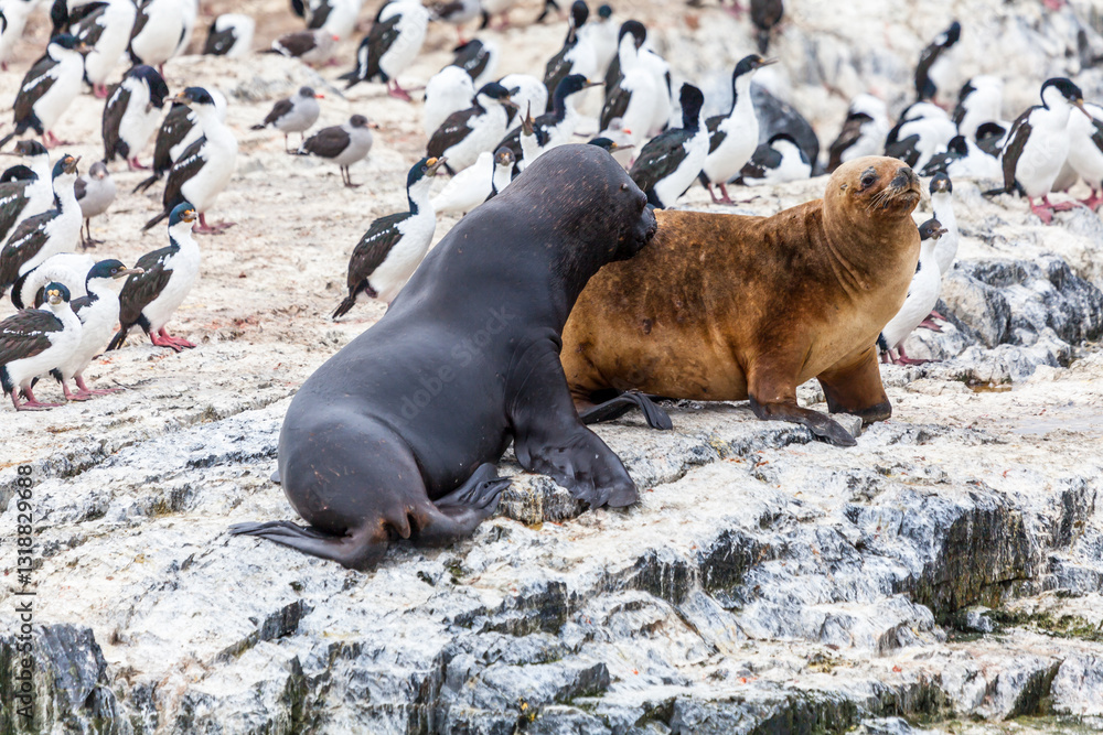 Unspoilt, wild nature in Patagonia in the Beagle Channel.