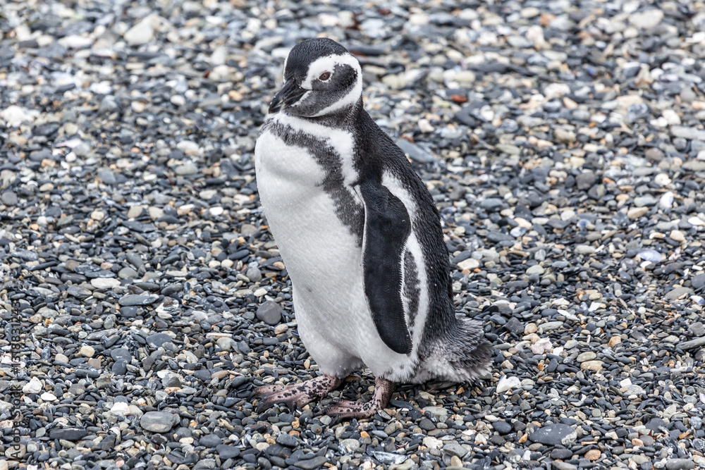 Unspoilt, wild nature in Patagonia in the Beagle Channel.