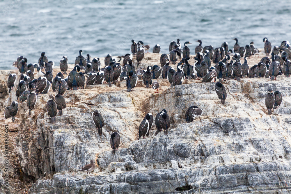 Unspoilt, wild nature in Patagonia in the Beagle Channel.