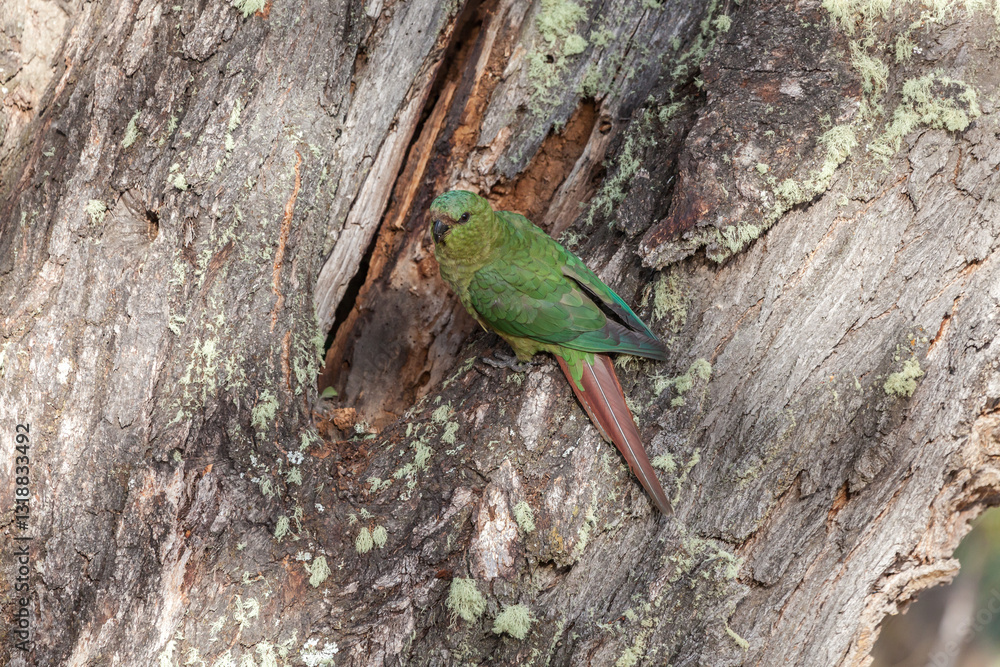 Nice view of the beautiful, wild Parrot on Patagonian soil.