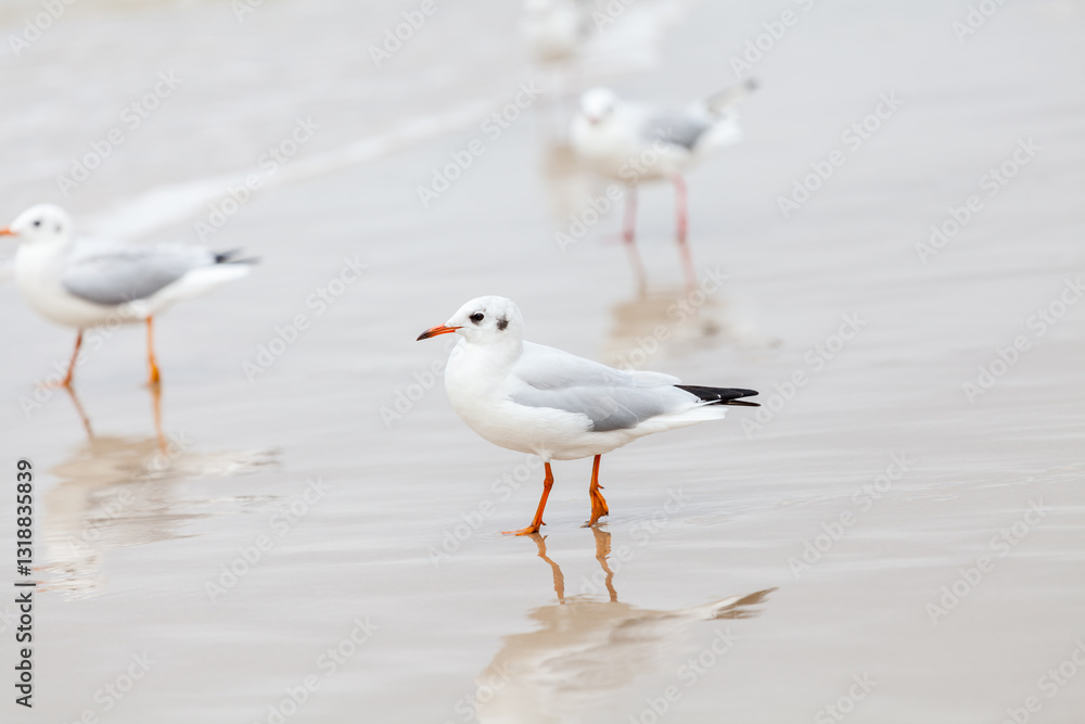 Seagull in the natural environment on the Baltic Sea. Seagull in the natural environment on the Baltic Sea.